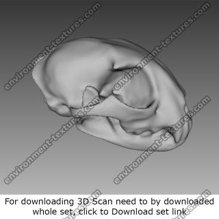 3D Scan of Skull
